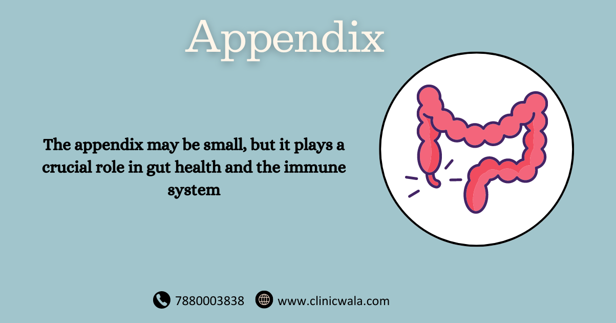 Understanding Appendicitis: Symptoms, Treatment, and Prevention